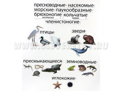 Набор магнитных карточек Какие группы животных обитают в водоёмах? (к плакату Водоём, тема 3)